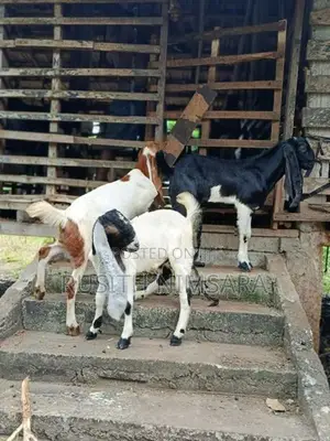 Jamunapari Goats