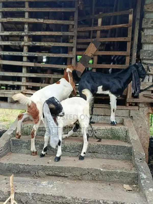 Jamunapari Goats