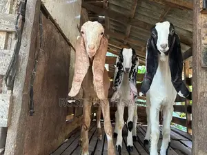 Jamunapari Goats