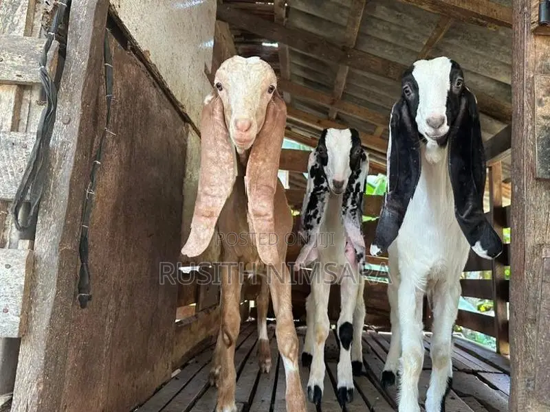 Jamunapari Goats