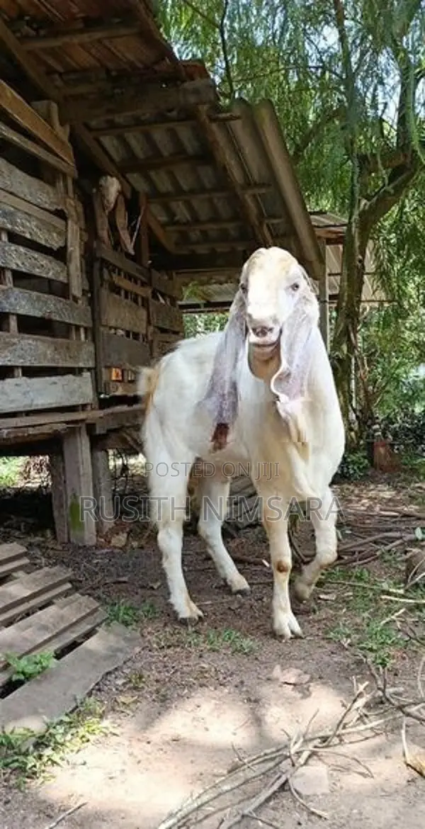 Jamunapari Goats