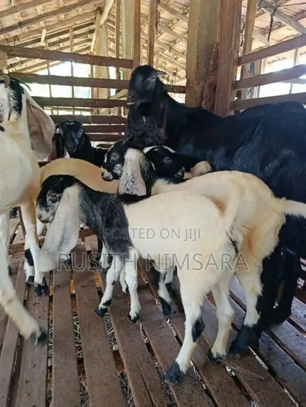 Jamunapari Goats