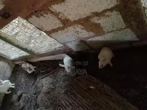 Rabbit