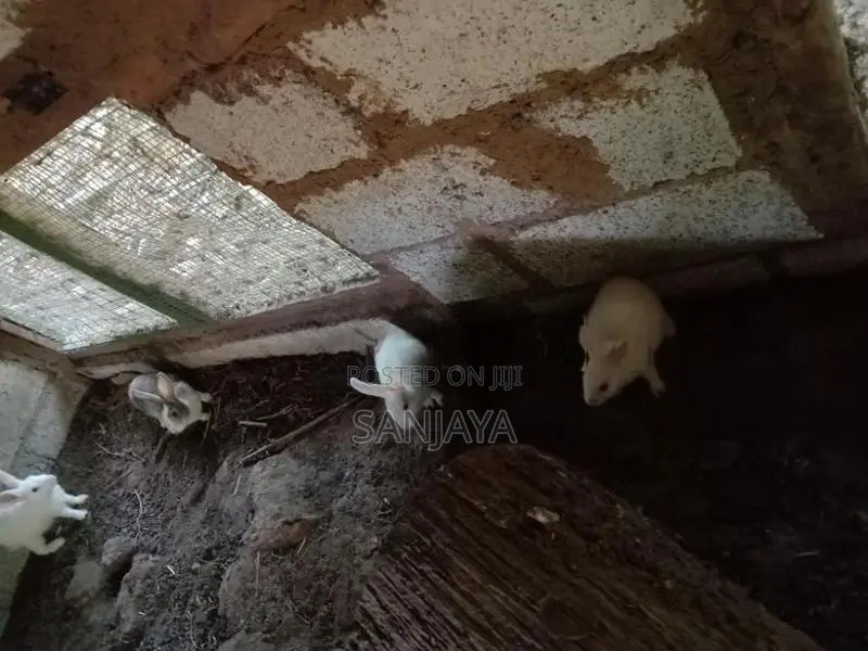 Rabbit