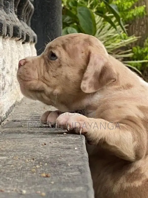 American Bully Puppies
