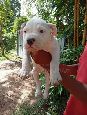 American bully puppies