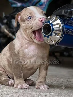 American Bully Puppies