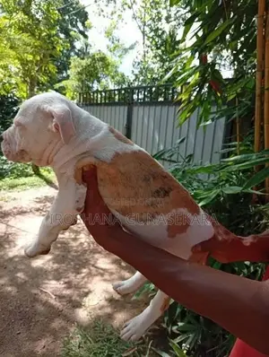 American bully puppies