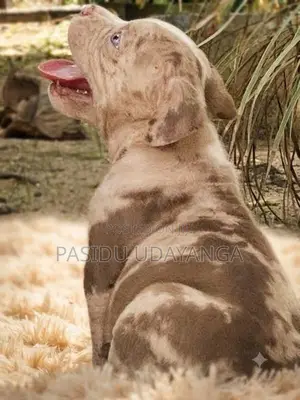 American Bully Puppies