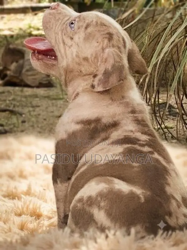 American Bully Puppies