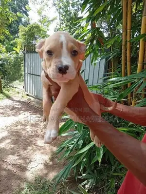 American bully puppies