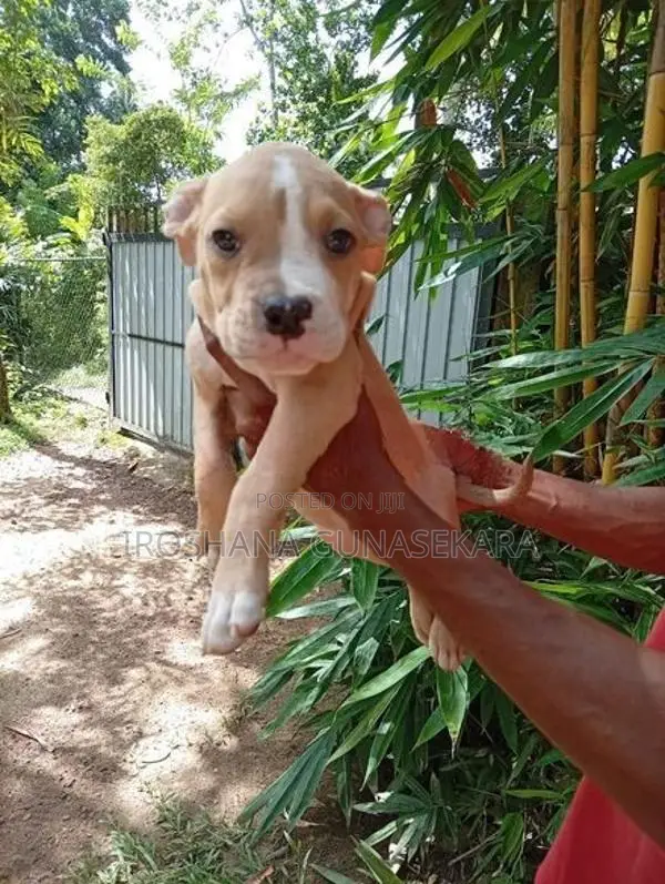 American bully puppies