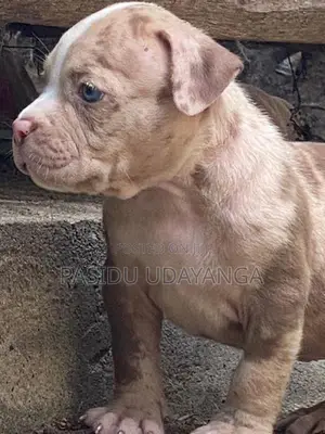 American Bully Puppies