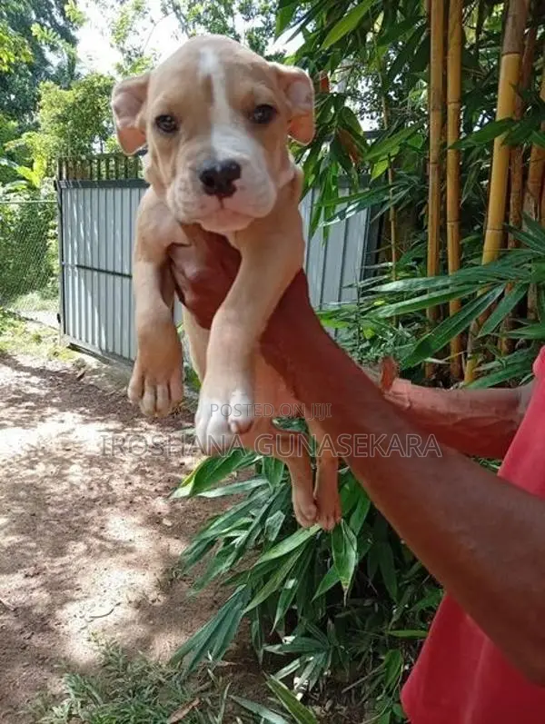 American bully puppies