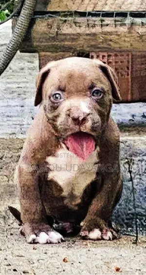 American Bully Puppies