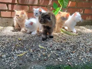 Persian Kittens