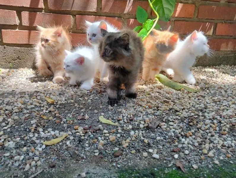 Persian Kittens
