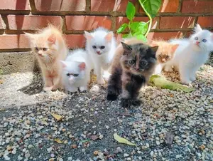 Persian Kittens