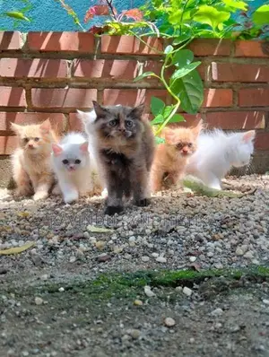 Persian Kittens