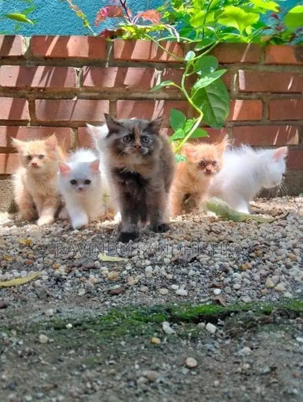 Persian Kittens