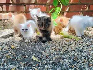 Persian Kittens