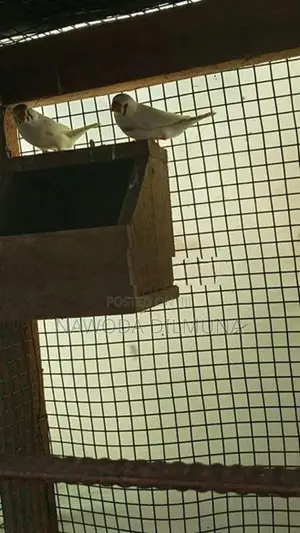 පින්චස් මහ සත්තු