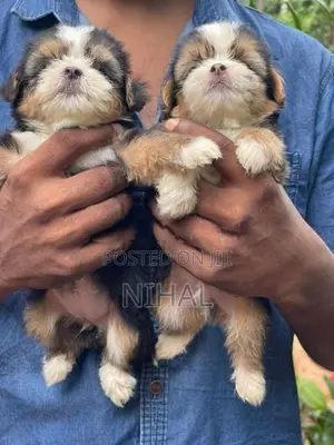 Terrier Shihtzu Mix Puppies