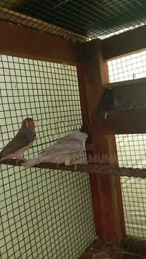 පින්චස් මහ සත්තු