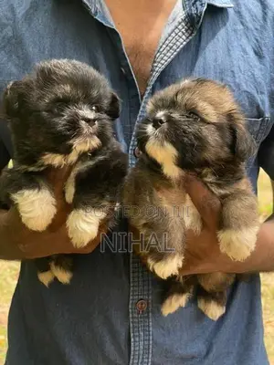 Terrier Shihtzu Mix Puppies