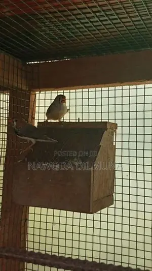 පින්චස් මහ සත්තු