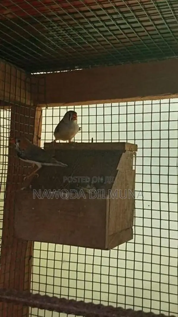පින්චස් මහ සත්තු