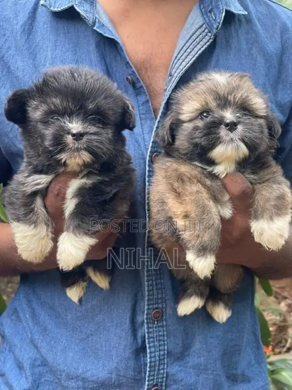 Terrier Shihtzu Mix Puppies