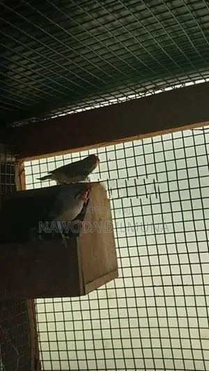 පින්චස් මහ සත්තු