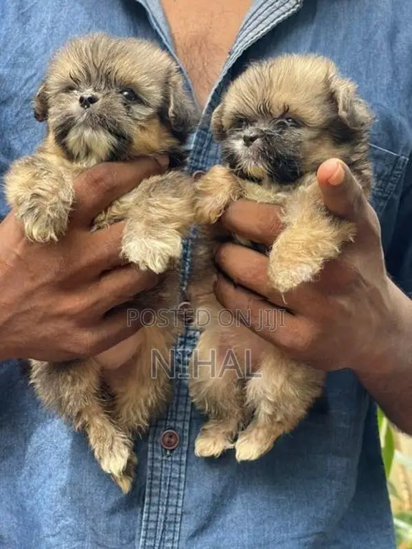 Terrier Shihtzu Mix Puppies