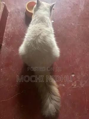 Himalayan Cat