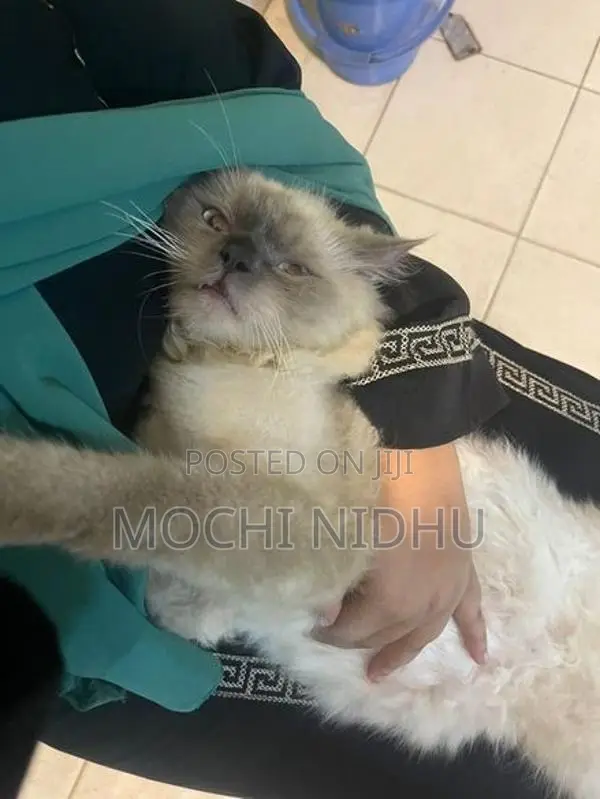 Himalayan Cat