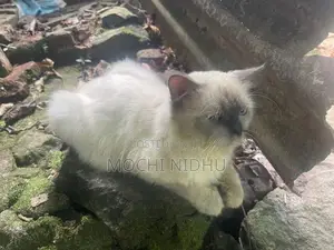 Himalayan Cat