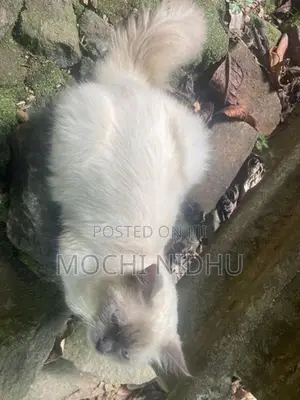 Himalayan Cat