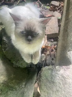 Himalayan Cat