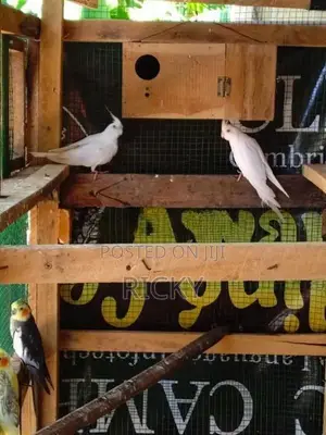 cockatiel bird