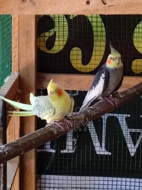 cockatiel bird