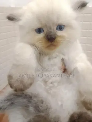 Himalayan persian