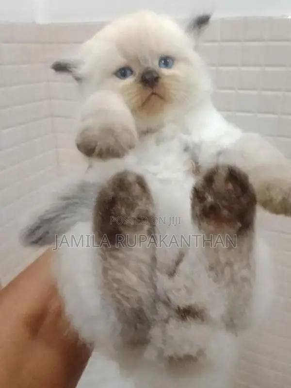 Himalayan persian