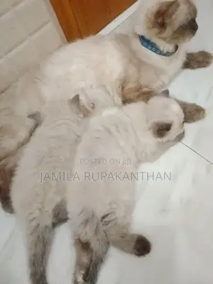 Himalayan persian