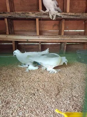 Australian Boot Pigeon Pair