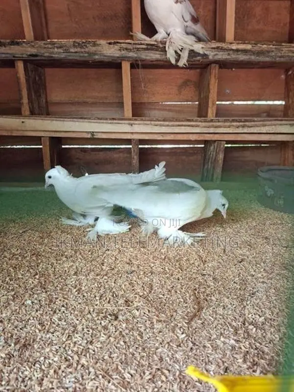 Australian Boot Pigeon Pair