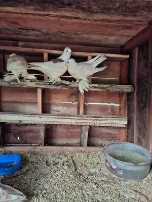 Australian Boot Pigeon Pair