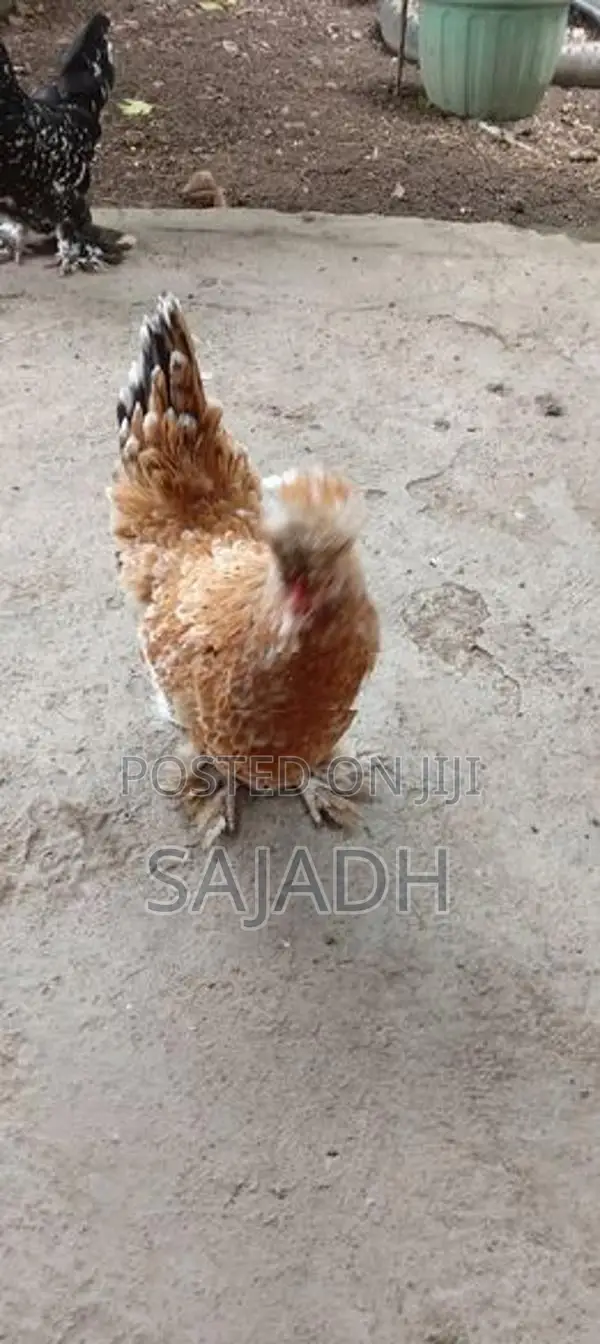 Bentam Chick