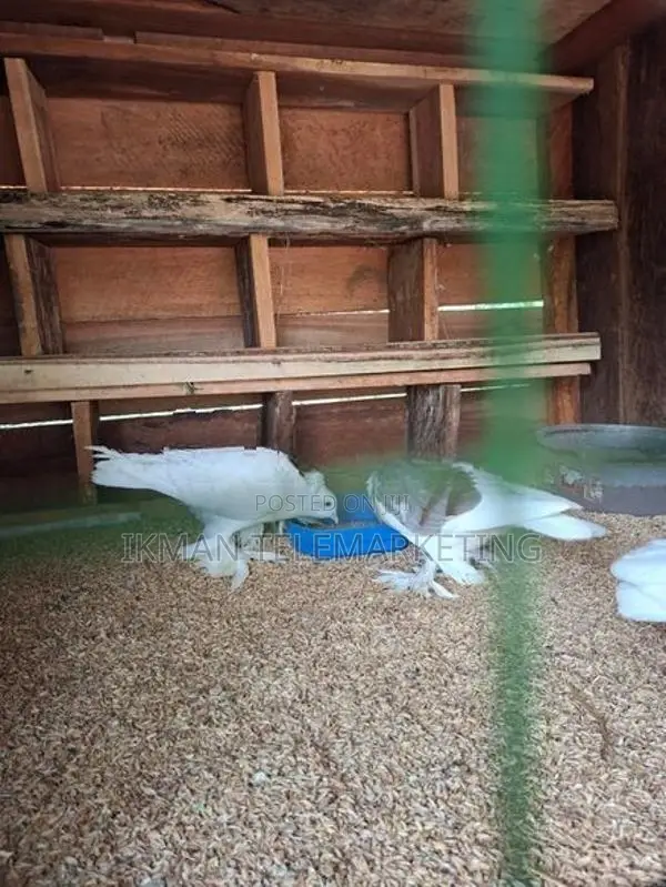Australian Boot Pigeon Pair
