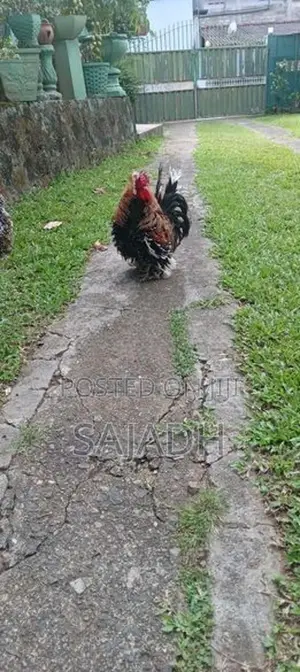 Bentam Chick